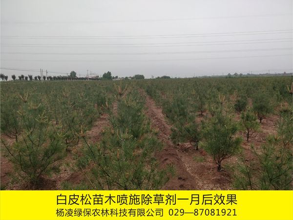 白皮松苗木基地化學除草效果4